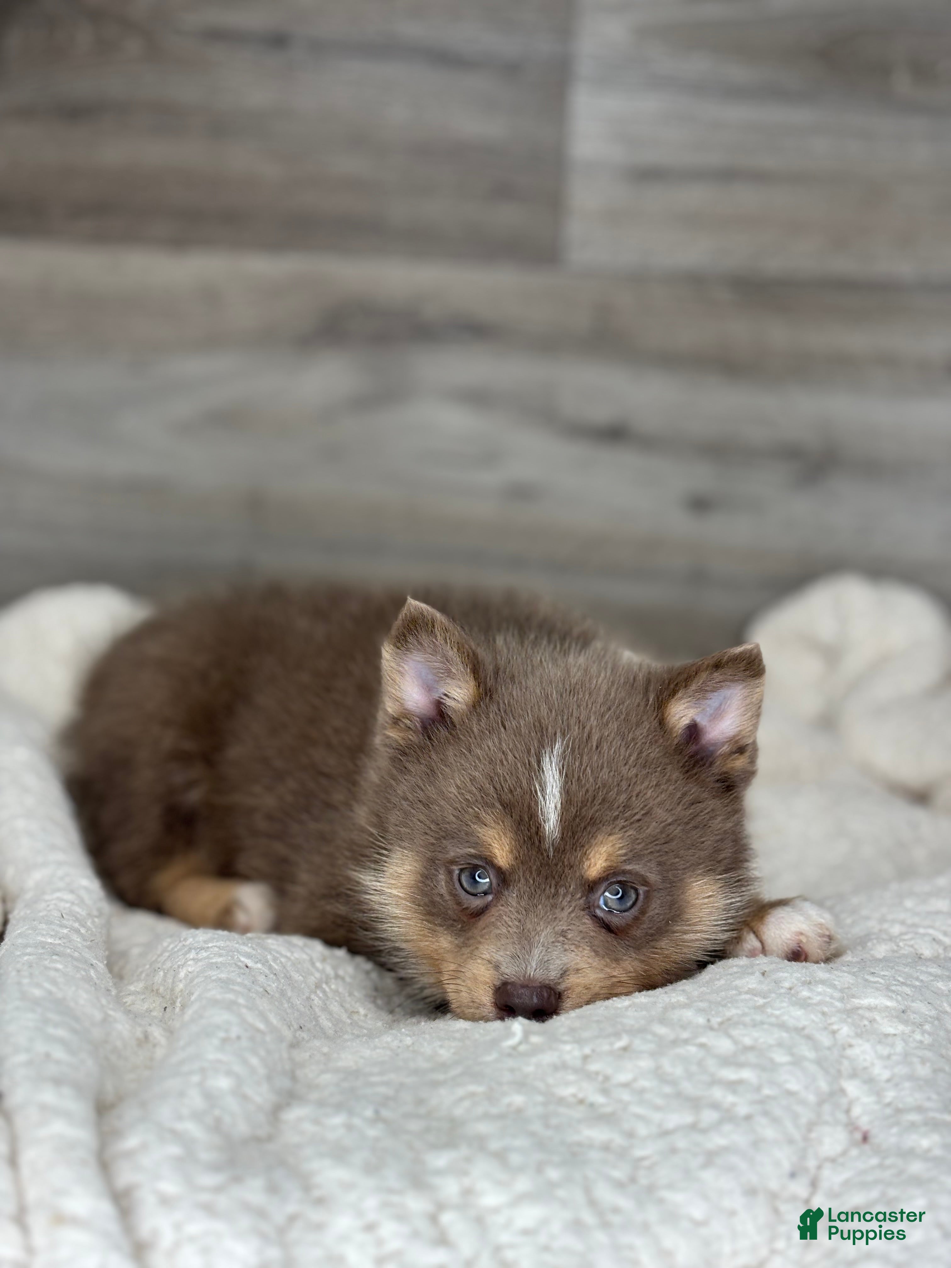 Pomsky dogs Philip - Ad 2