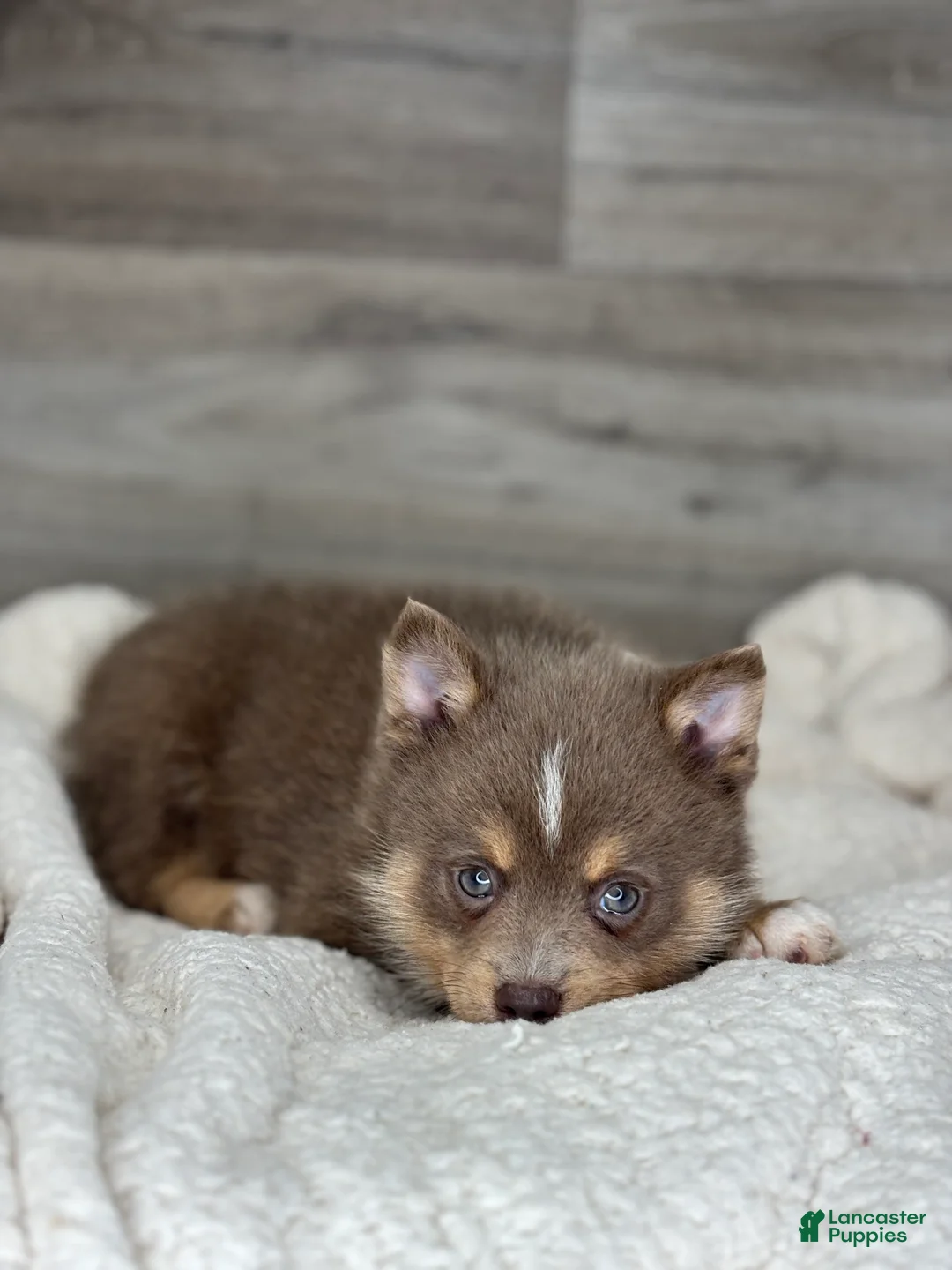 Pomsky dogs for sale: Philip - Ad 2