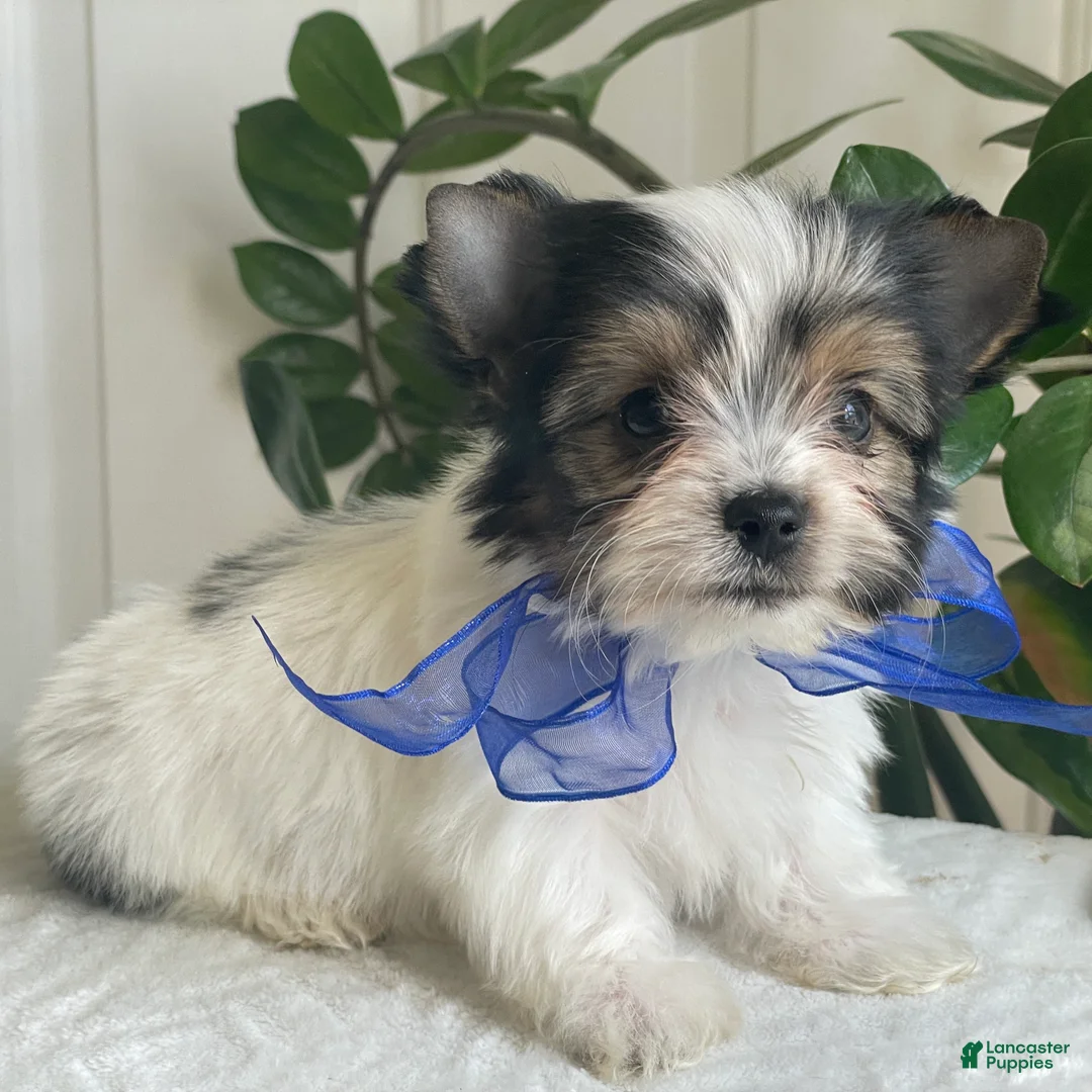 Biewer Terrier dogs for sale: Zeus - Ad 1