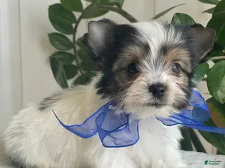 Biewer Terrier dogs for sale: Zeus - Ad 4