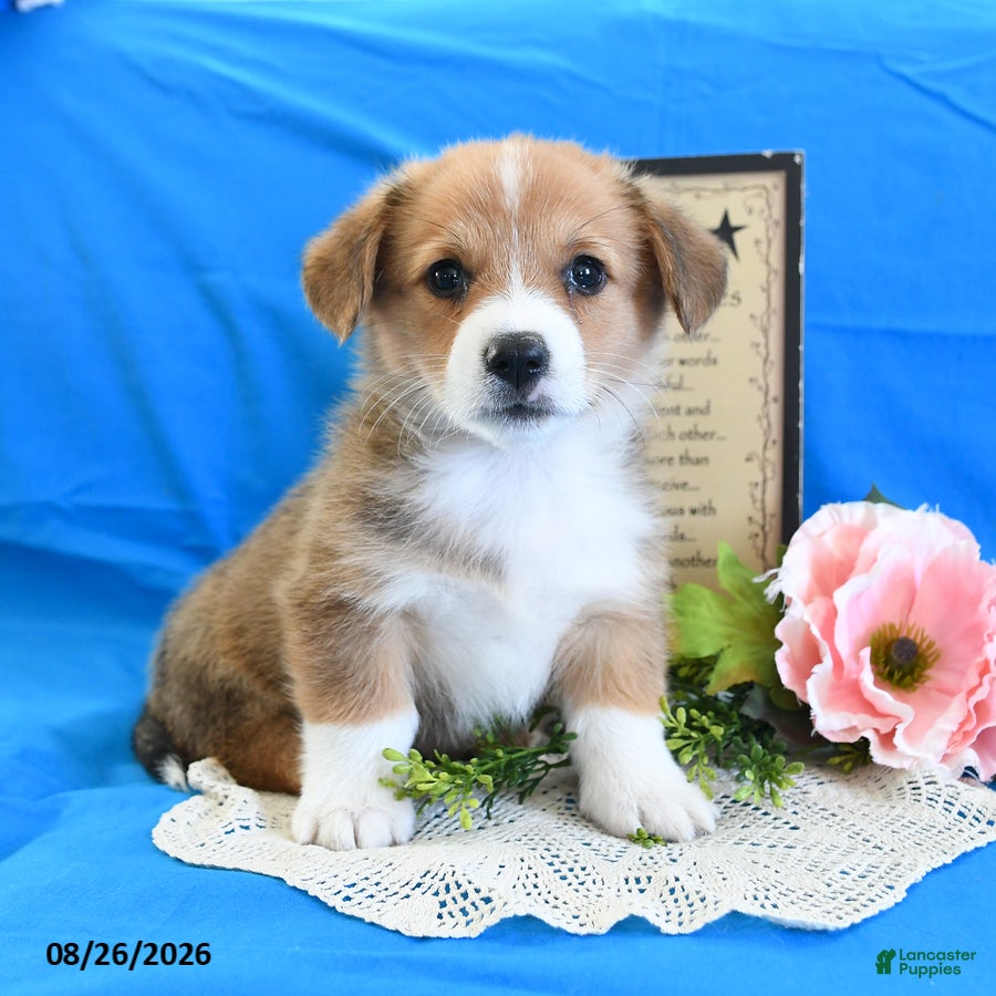 Welsh Corgi Pembroke dogs Cash - Ad 1