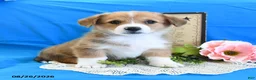 Welsh Corgi Pembroke dogs for sale: Cash - Ad 1