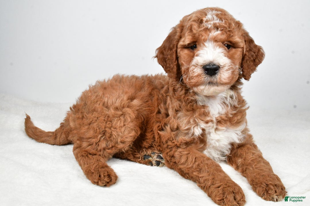 Labradoodle dogs for sale: Nessa - Ad 6