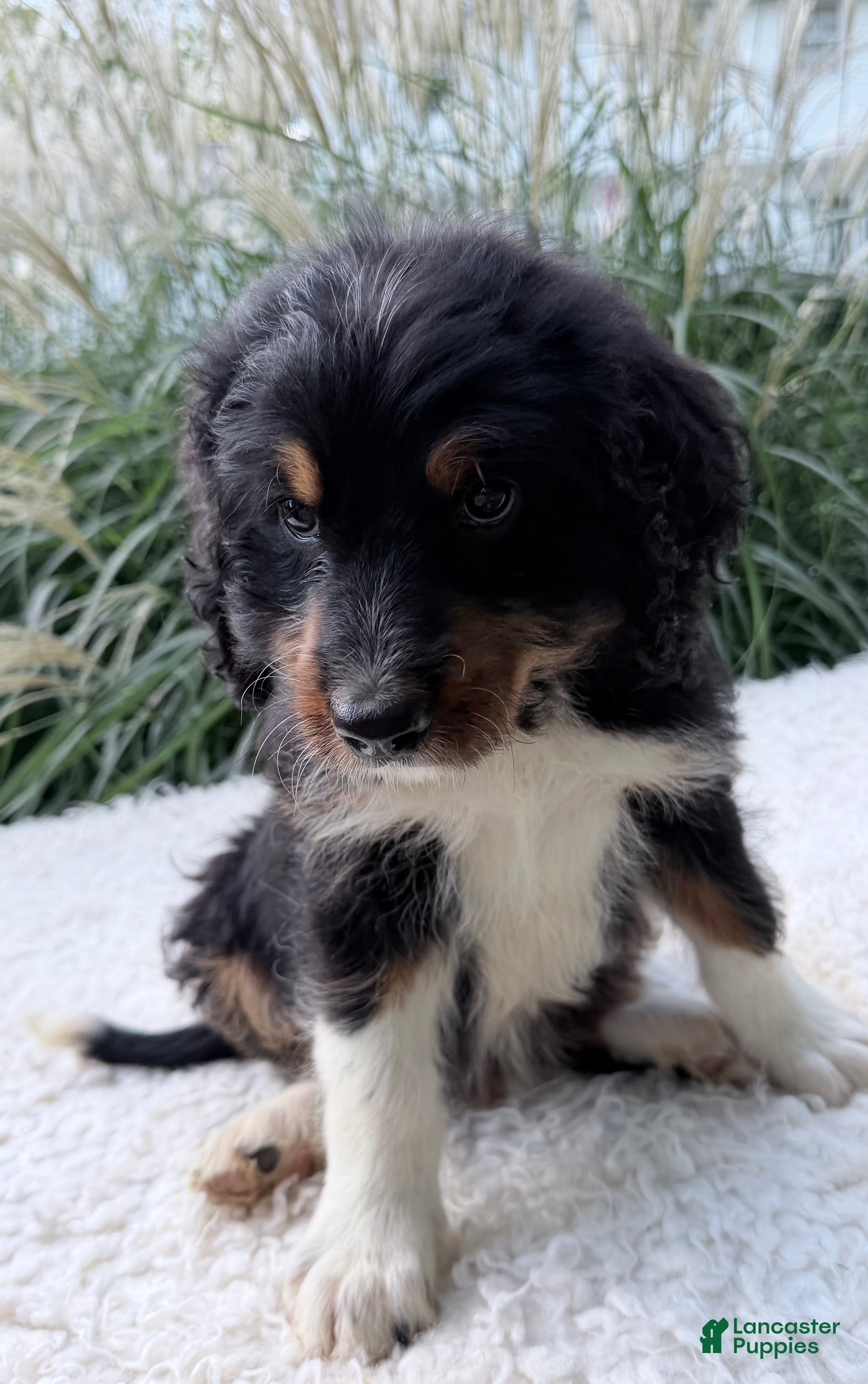 Bernedoodle dogs Cosmo - Ad 1