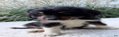 Cosmo