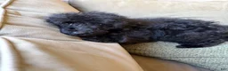 Standard Poodle dogs for sale: Raven - Ad 10
