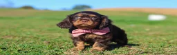 Cavalier King Charles Spaniel dogs for sale: Cooper - Ad 13