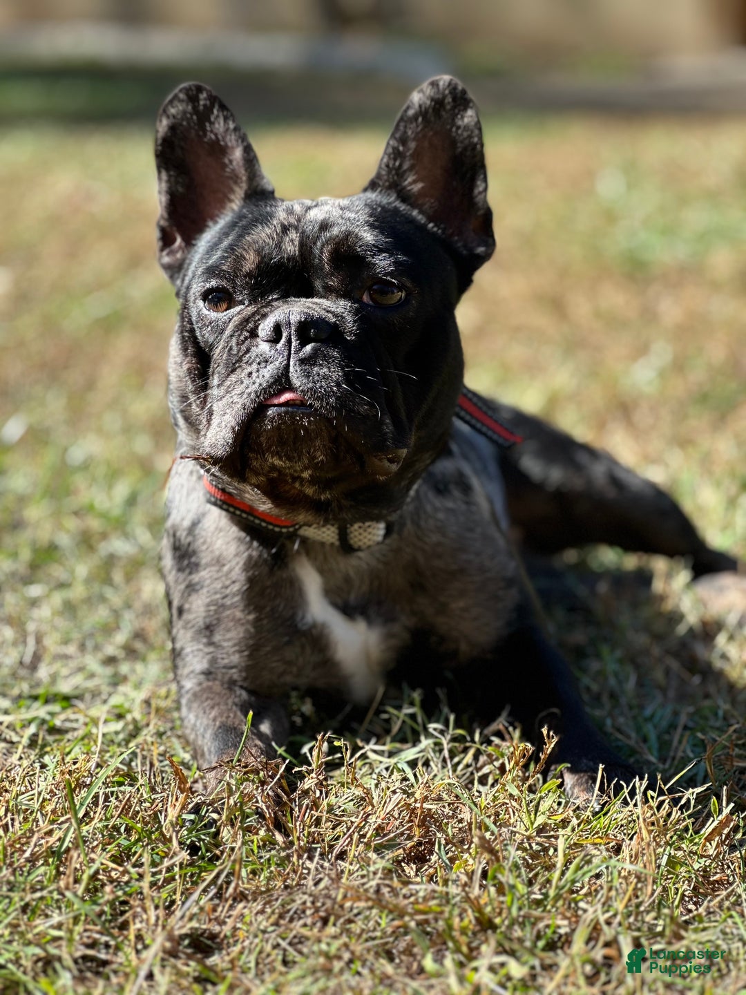 French Bulldog dogs for sale: Leo - Ad 6
