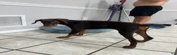 Doberman Pinscher dogs for sale: Doberman Pinscher 1 - Ad 4