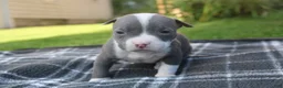 American Bully dogs for sale: Layla - Ad 4