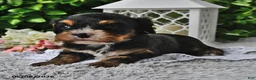 Cavachon dogs for sale: Betty   - Ad 1