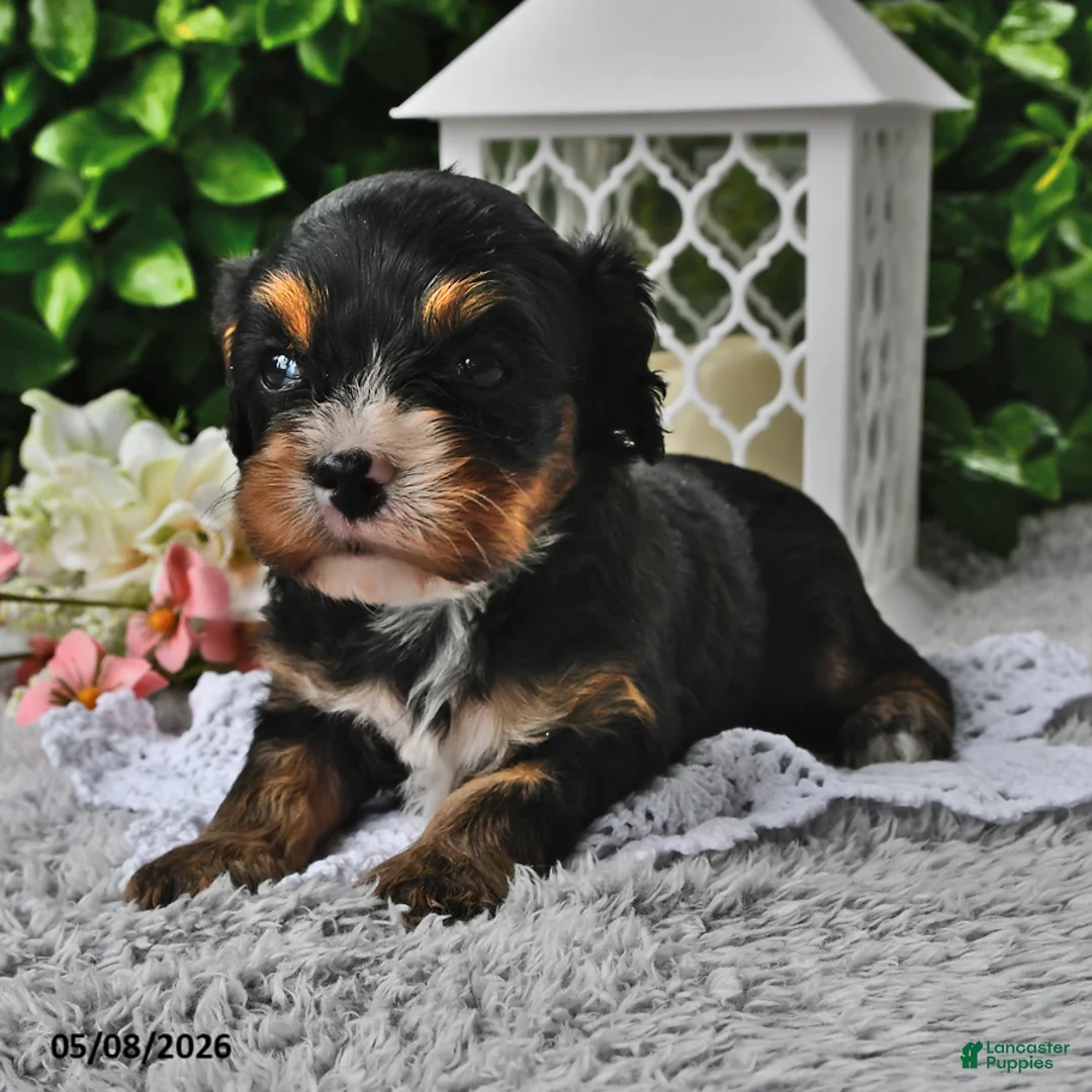 Cavachon dogs for sale: Betty   - Ad 1