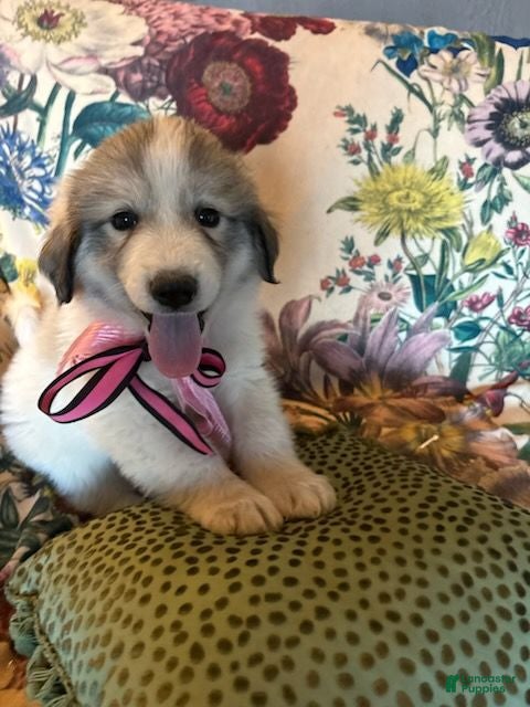 Great Pyrenees dogs Ember - Ad 1