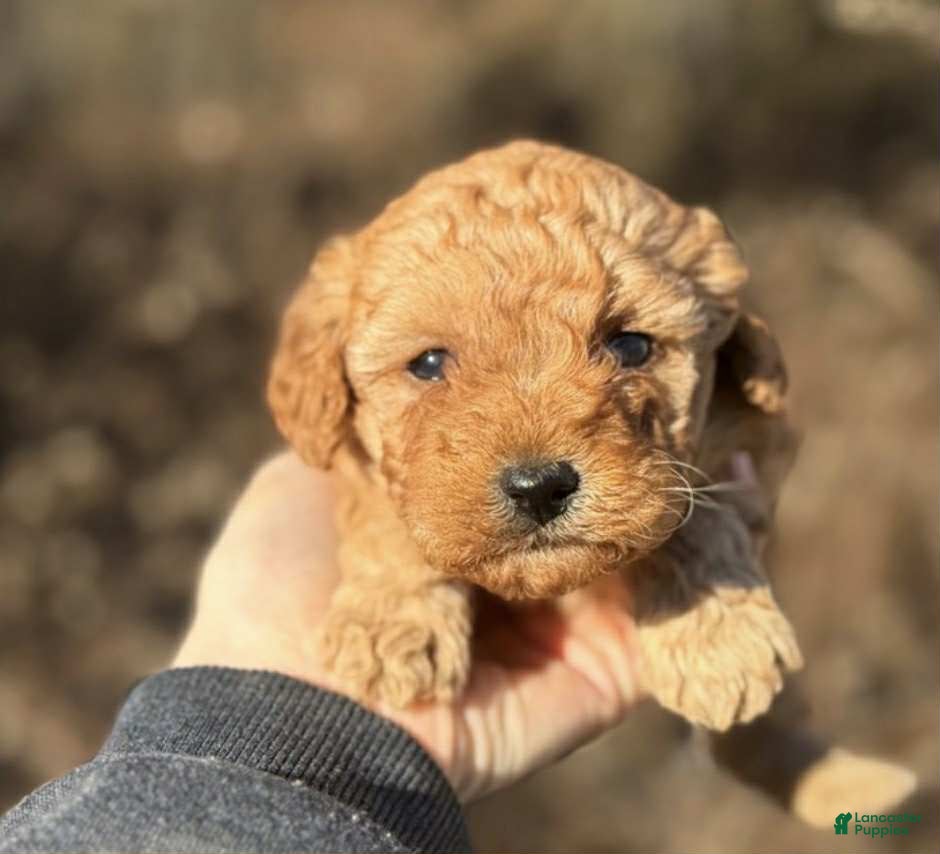 Toy Poodle dogs Jenny - Ad 35