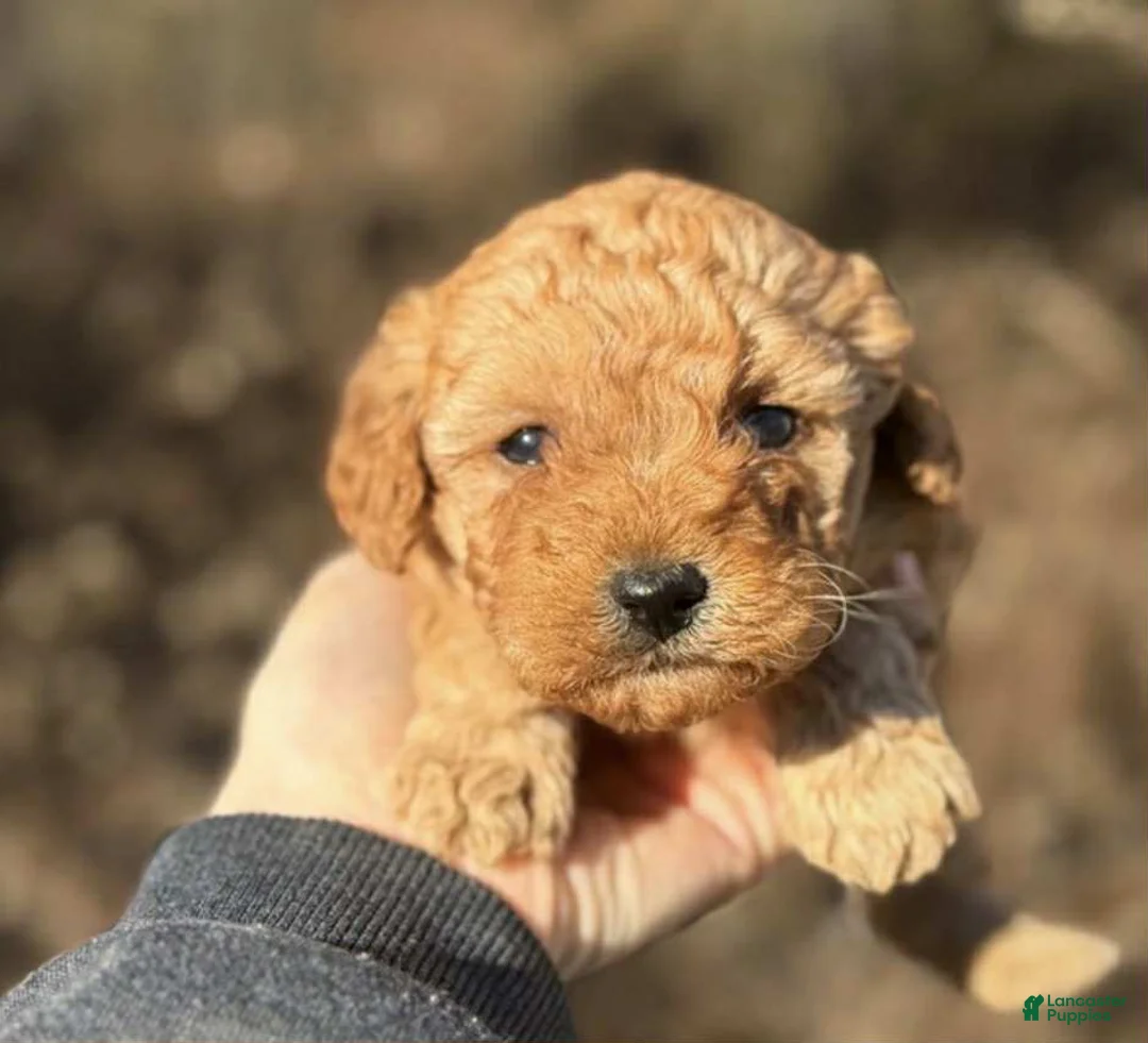Toy Poodle dogs for sale: Jenny - Ad 1