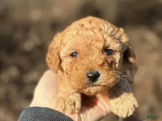 Toy Poodle dogs Jenny - Ad 35