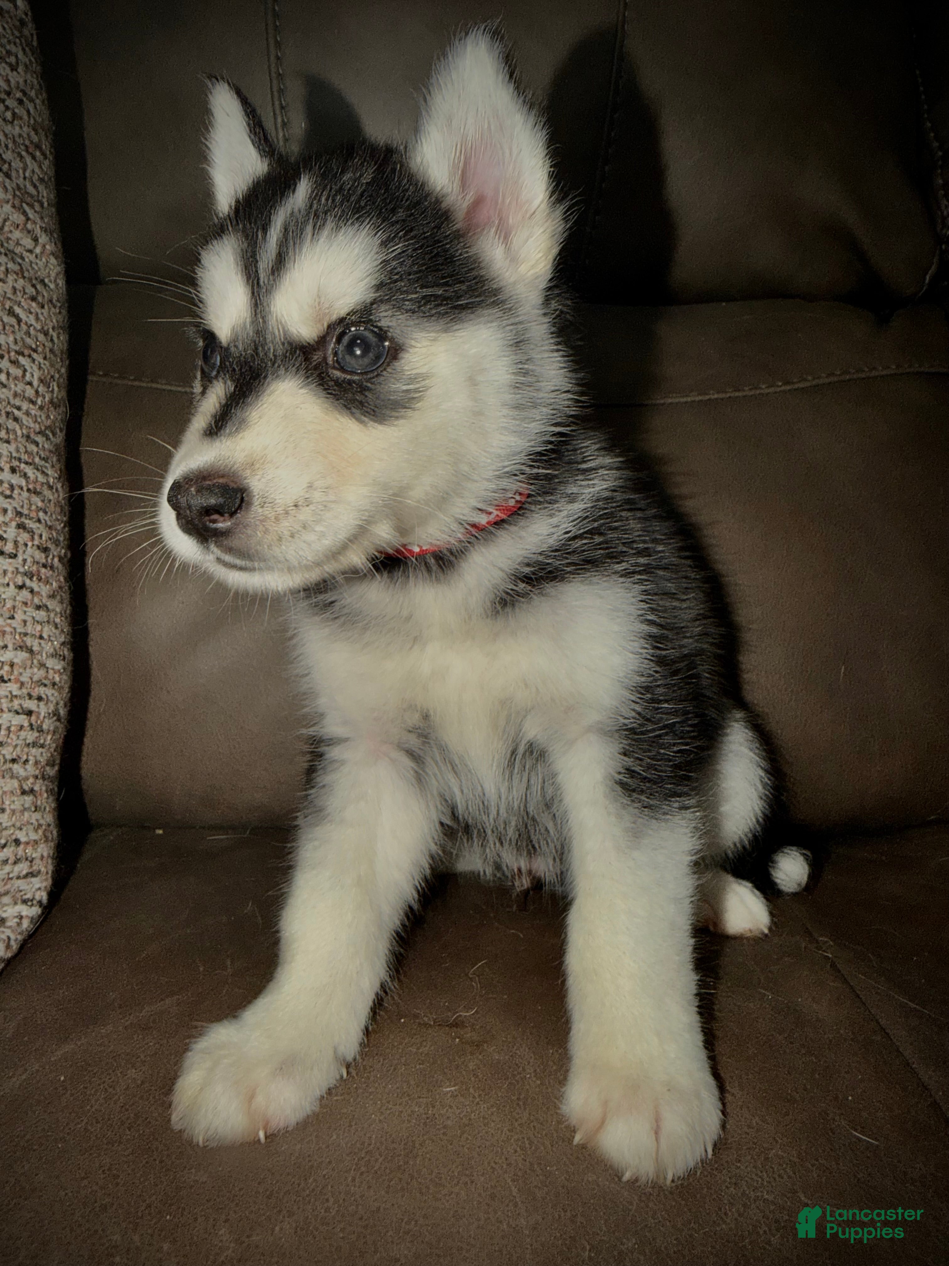 Siberian Husky Puppy 1 red collar 