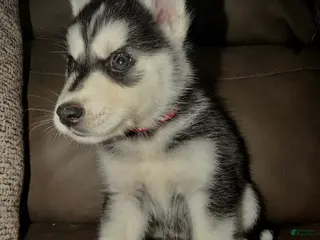 Siberian Husky dogs Siberian Husky Puppy 1 red collar - Ad 36