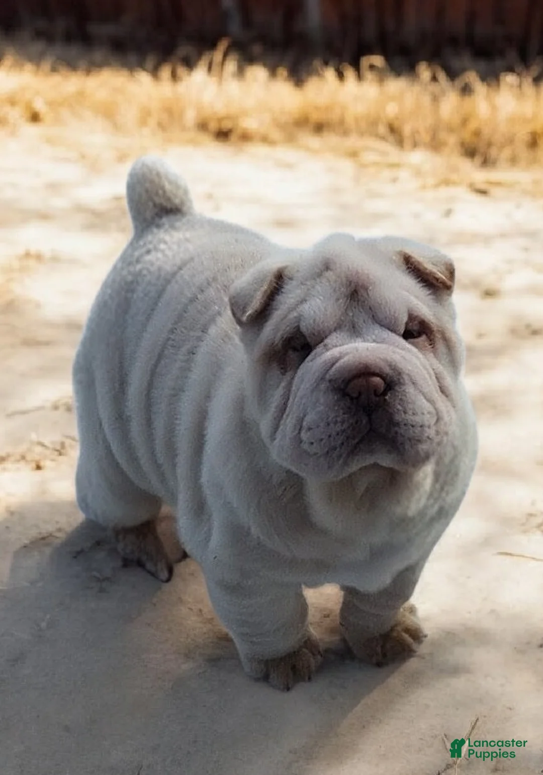 Shar Pei dogs for sale: Blizzard mini - Ad 14