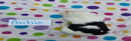 Sheepadoodle dogs for sale: Sheepadoodle 7 - Ad 3