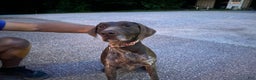 German Shorthaired Pointer dogs for sale: German Shorthaired Pointer Puppy 1 - Ad 3