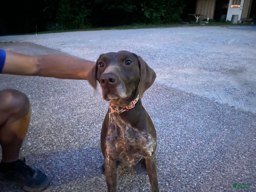 German Shorthaired Pointer dogs for sale: German Shorthaired Pointer Puppy 1 - Ad 3