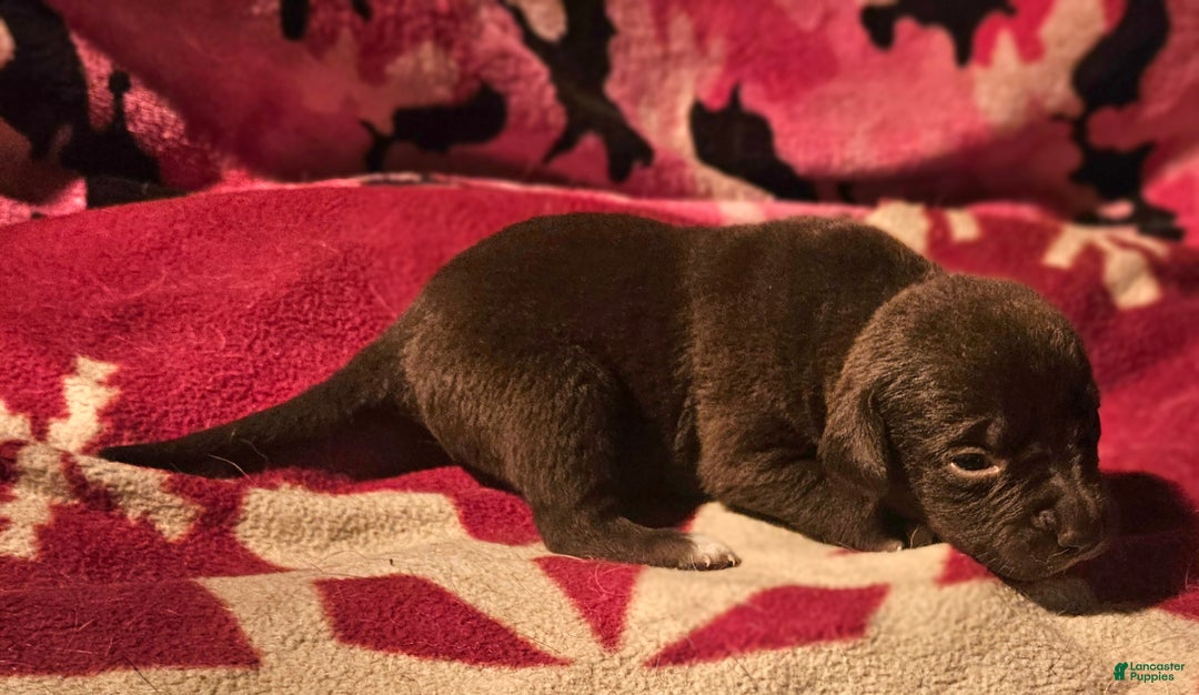 Border Collie dogs for sale: Cierra - Ad 6