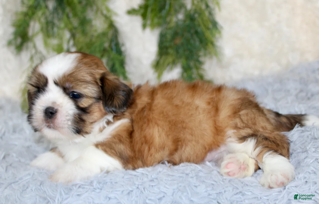 Shih Tzu dogs for sale: Puppy 4 - Ad 4