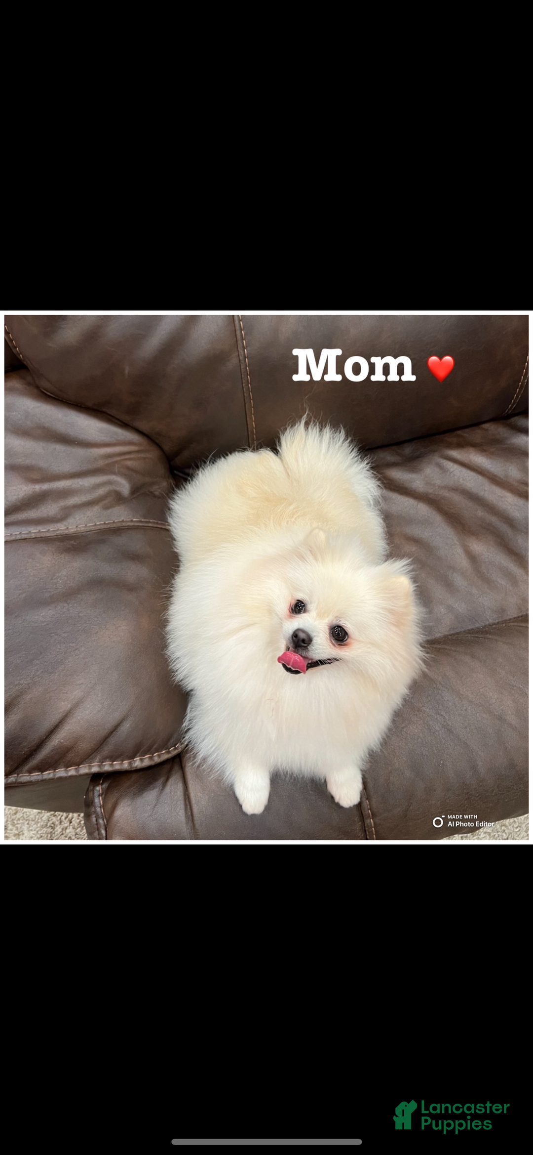 Pomeranian dogs for sale: Spunky ♥️ - Ad 6