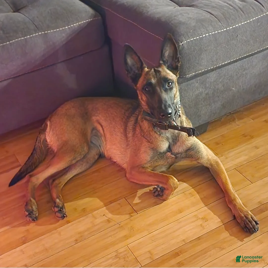 Belgian Malinois dogs for sale: Belgian Malinois Puppy 6 - Ad 3