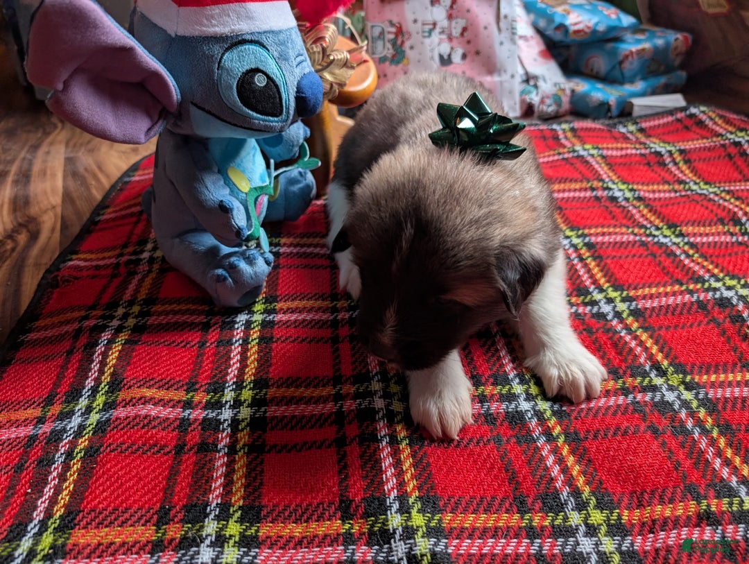 Akita dogs for sale: Akita Puppy 5 - Ad 2