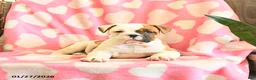 Olde English Bulldogge dogs for sale: Buttercup - Ad 4