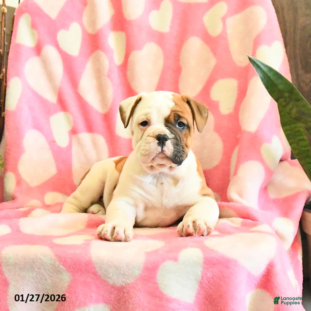 Olde English Bulldogge dogs for sale: Buttercup - Ad 4