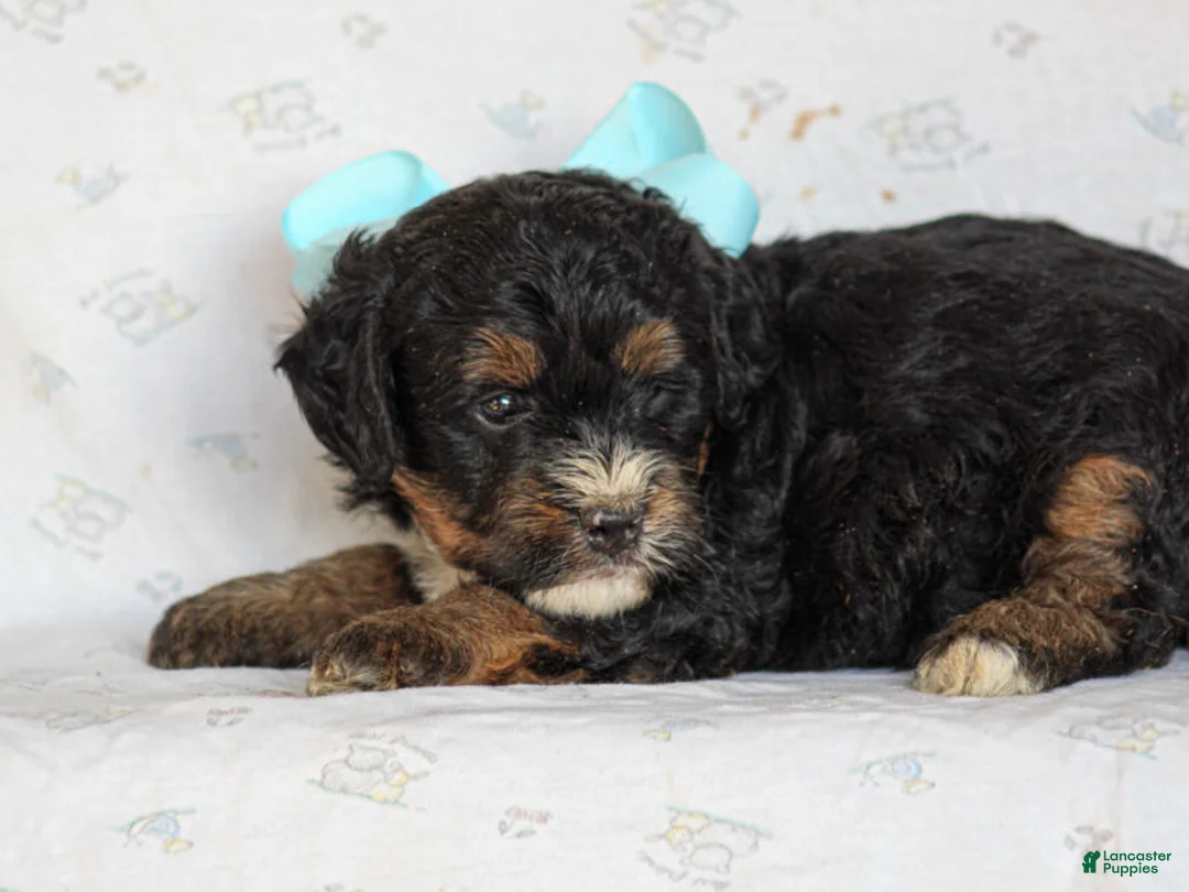 Mini Bernedoodle dogs for sale: Andre - Ad 1
