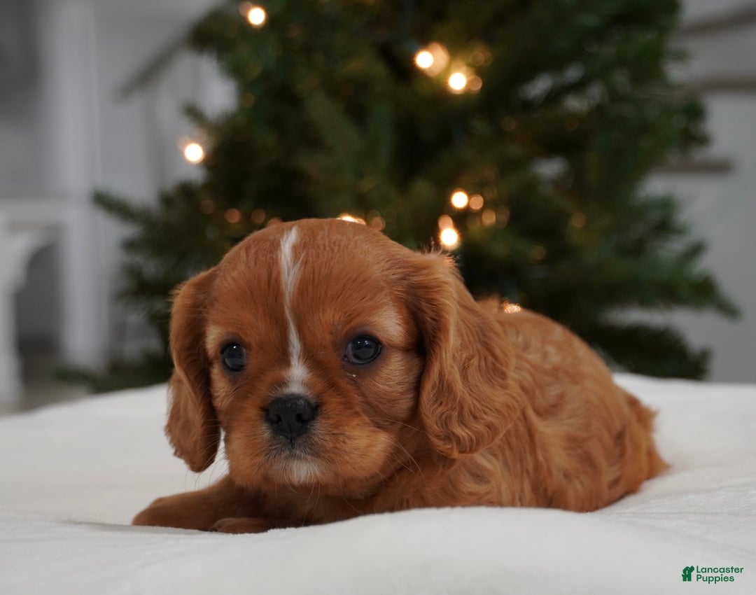 Cavalier King Charles Spaniel dogs for sale: Charolette  - Ad 4