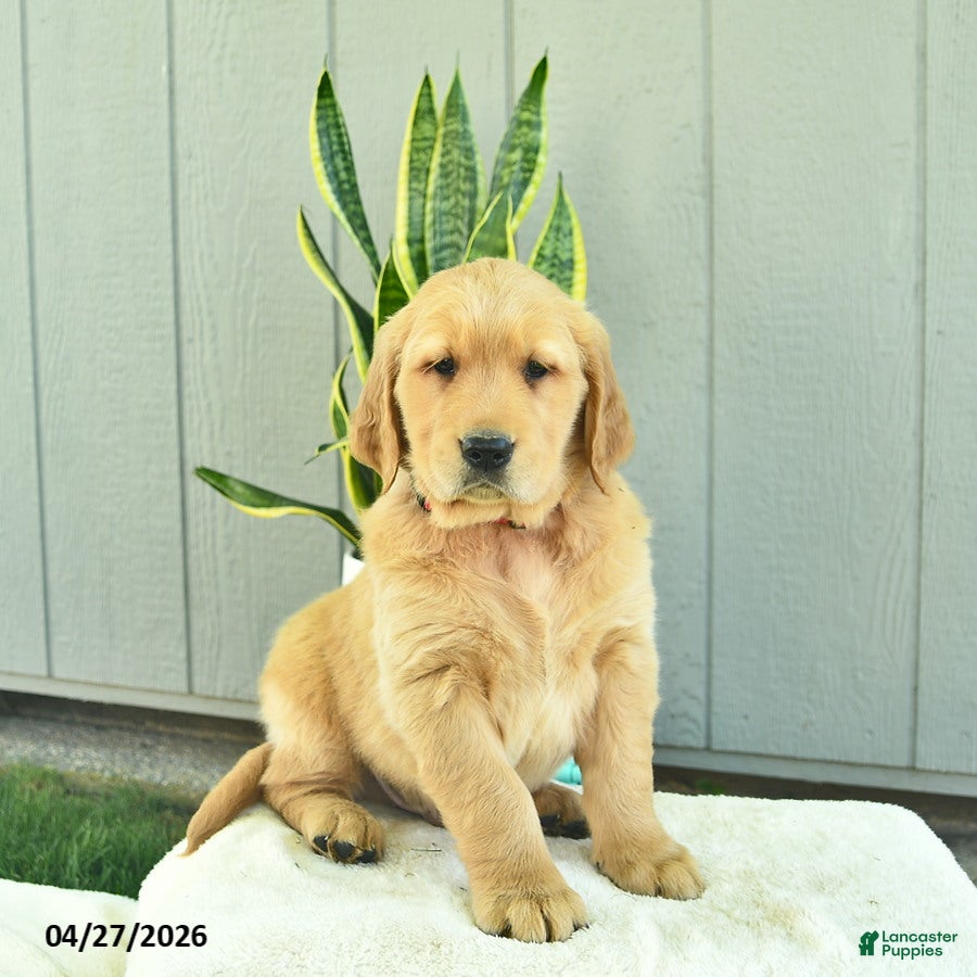 Golden Retriever dogs Bean  - Ad 2