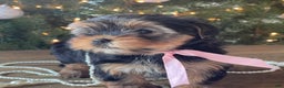Mixed Breed dogs for sale: Lucy - Ad 4
