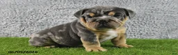 English Bulldog dogs for sale: Maverick - Ad 5