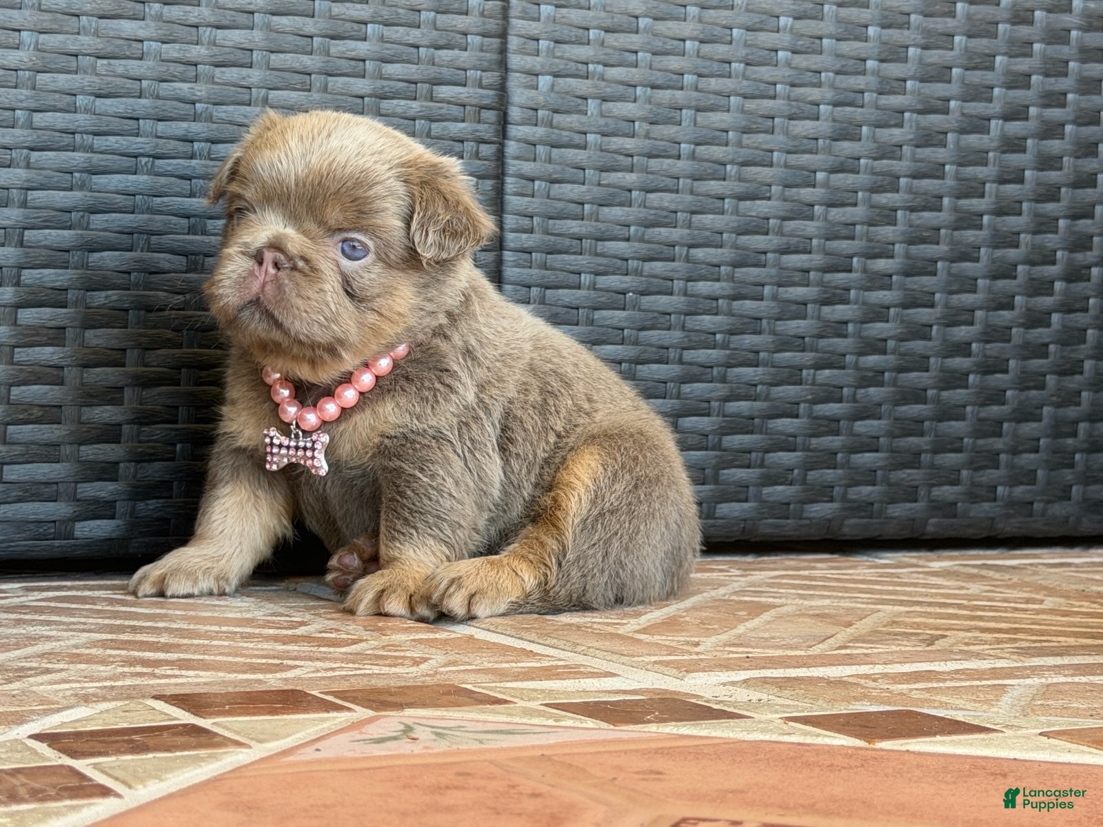 Hazel 