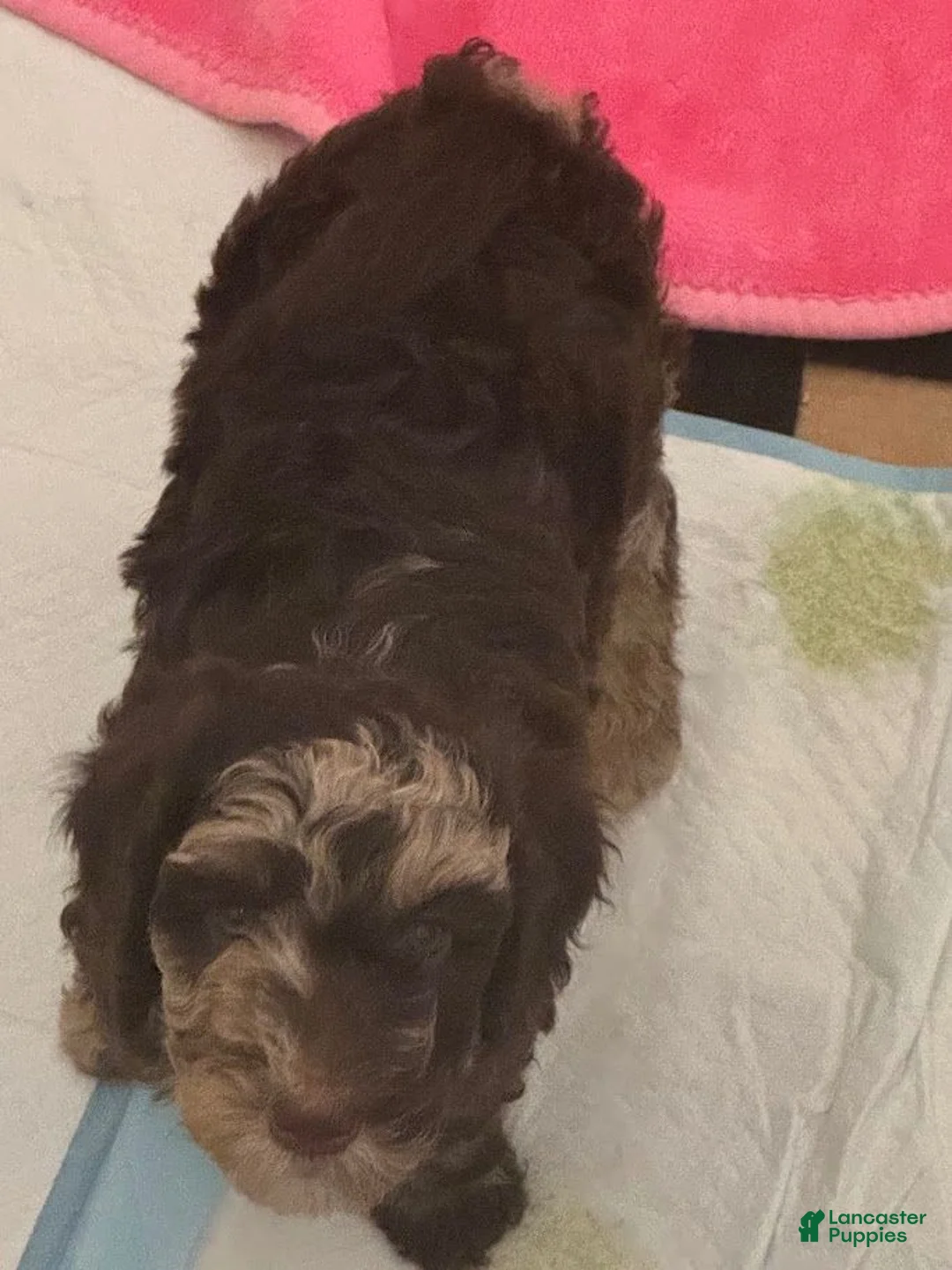 Bernedoodle dogs for sale: Athena - Ad 2