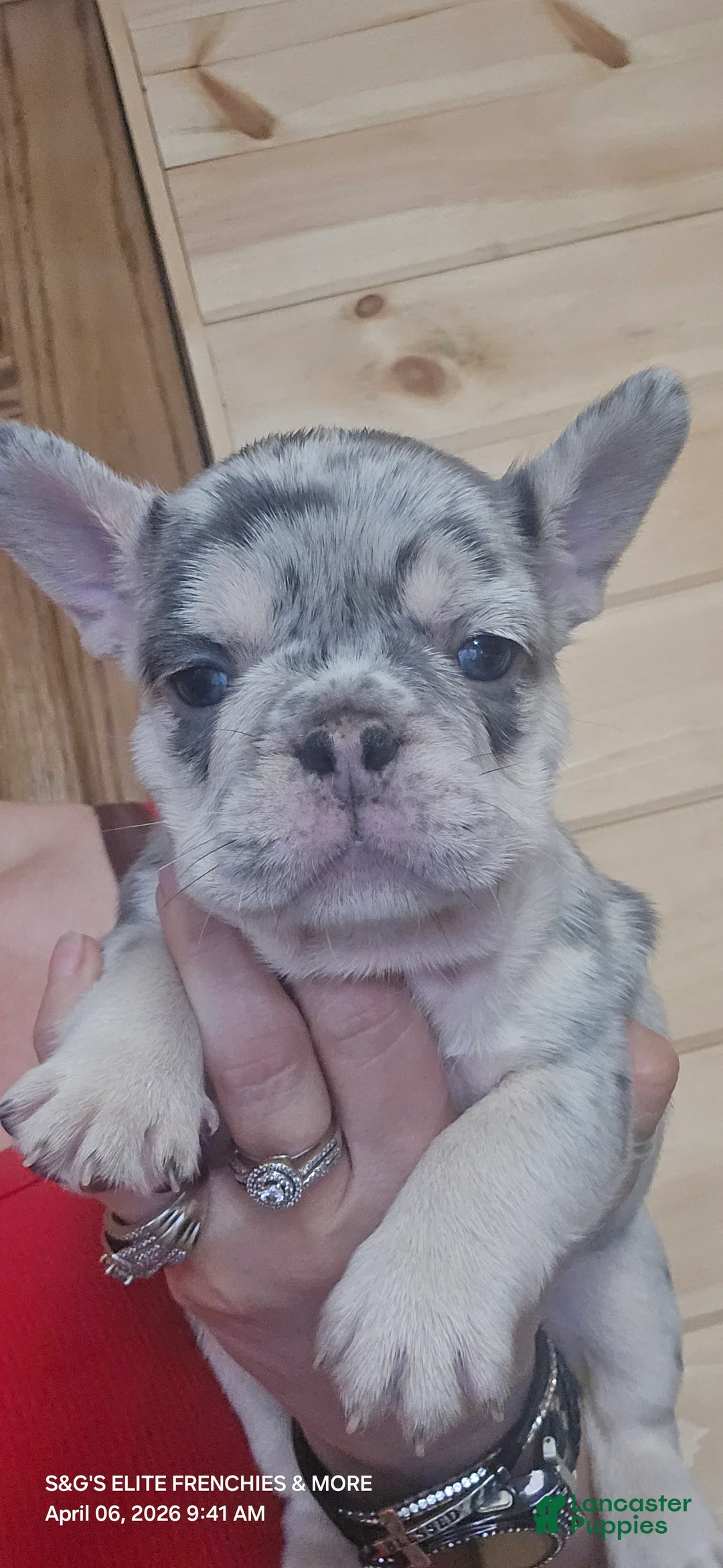 French Bulldog dogs for sale: Atlantis - Ad 1