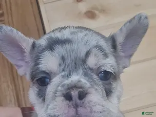 French Bulldog dogs Atlantis - Ad 4