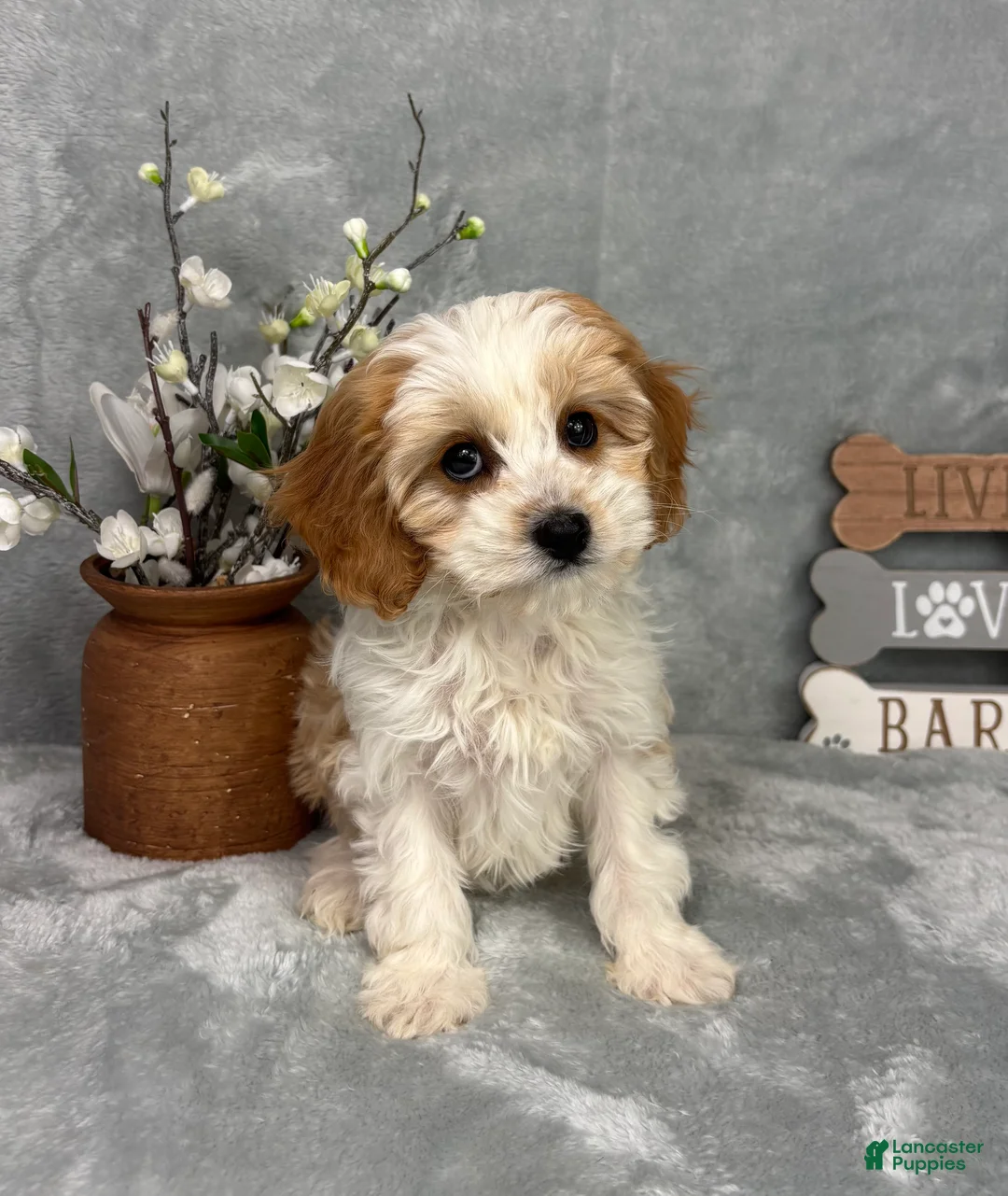 Cavapoo dogs for sale: Joey - Ad 2