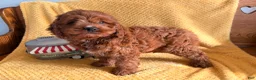Cockapoo dogs for sale: Pumpkin  - Ad 4