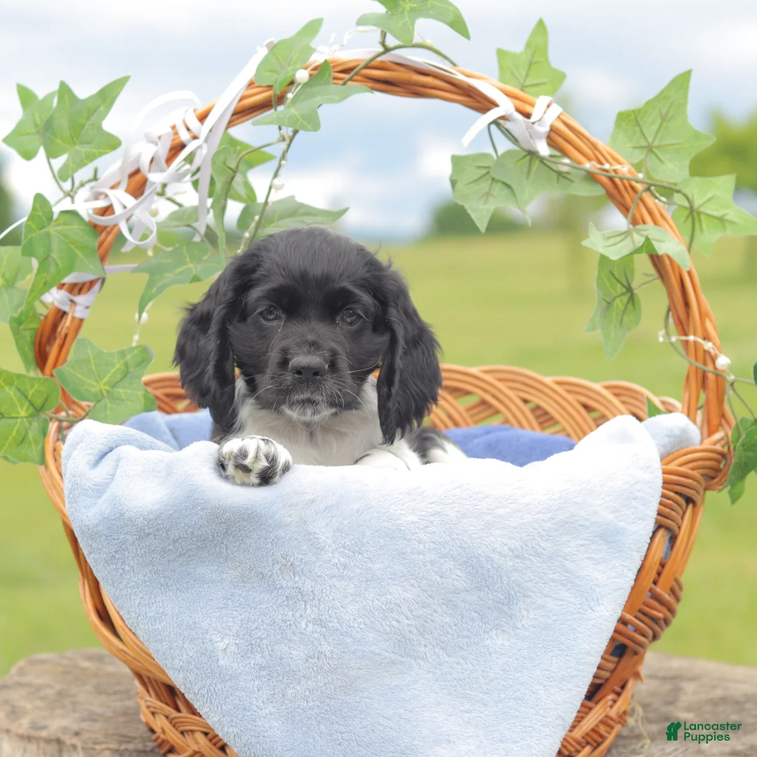 Cocker Spaniel dogs for sale: Bingo - Ad 2