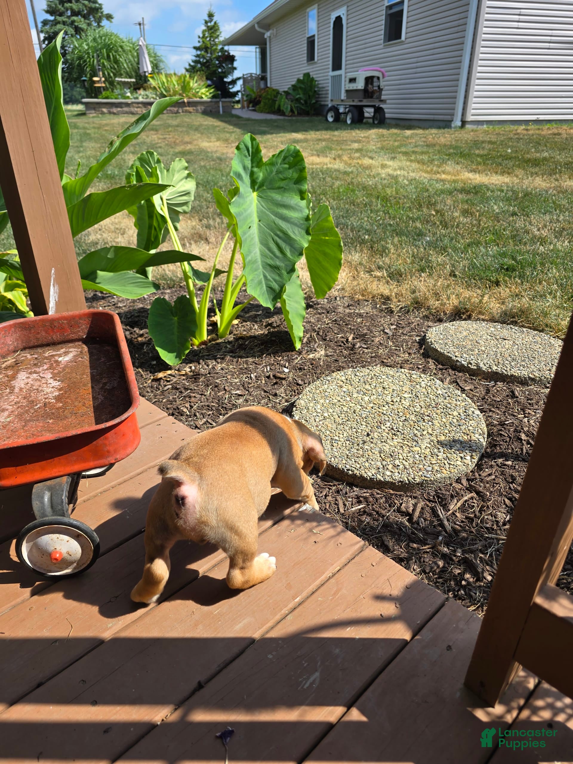 English Bulldog dogs Mozart - Ad 2