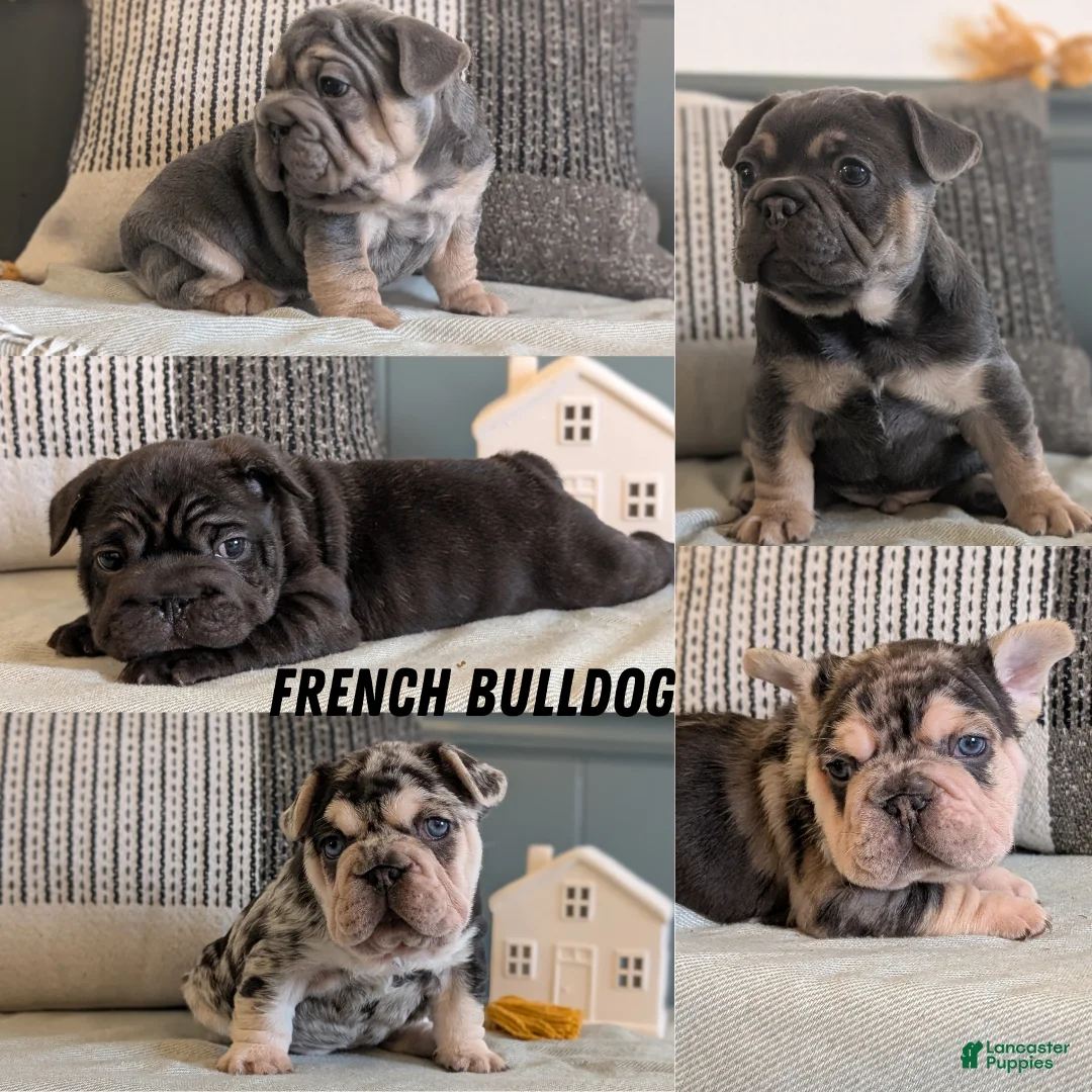 French Bulldog dogs for sale: Rocco - Ad 12