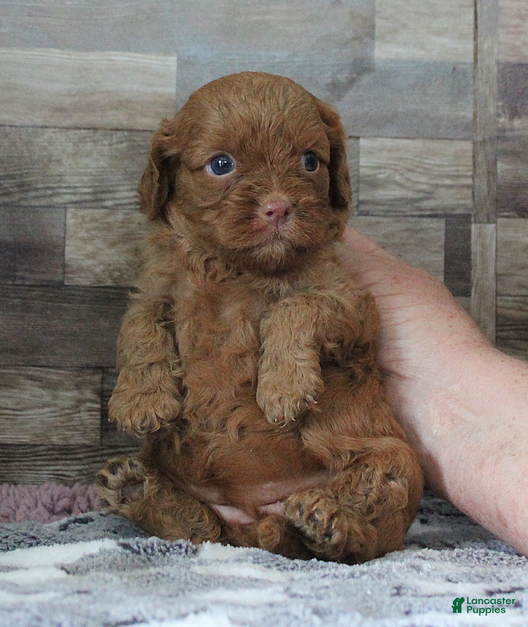 Cavapoo dogs #2 Female of Tara - Ad 17