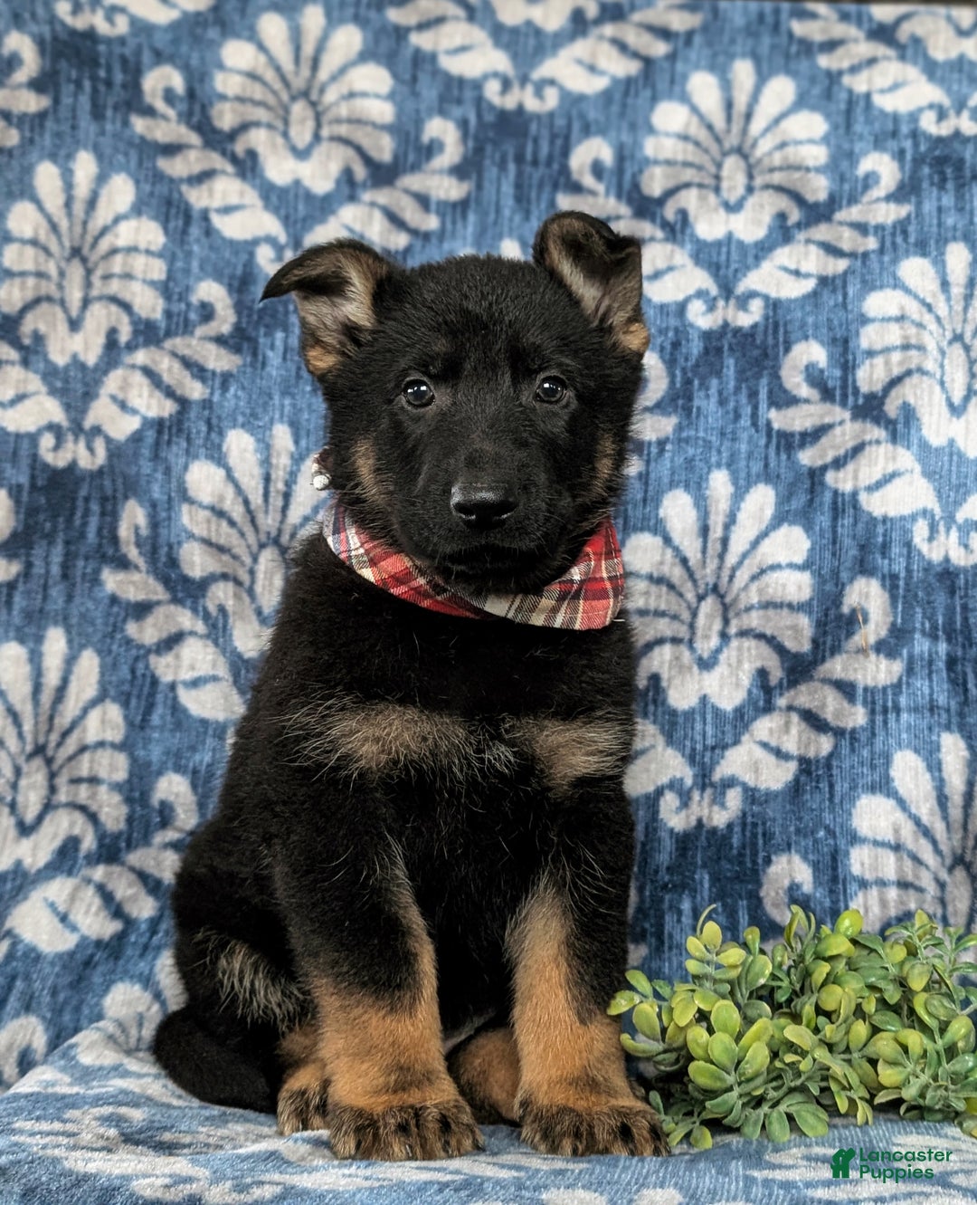 German Shepherd dogs for sale: Cassidy - Ad 3