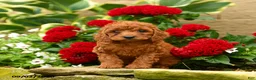 Miniature Poodle dogs for sale: Sugar Plum - Ad 5